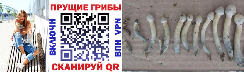 дарк нет телеграм  Бугульма  Галлюциногенные грибы MAGIC MUSHROOMS  цена наркотик 